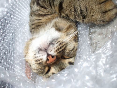 packaging kitty