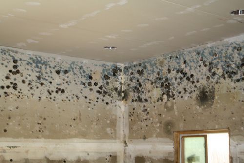 nightmare of life in flat with mould on the walls